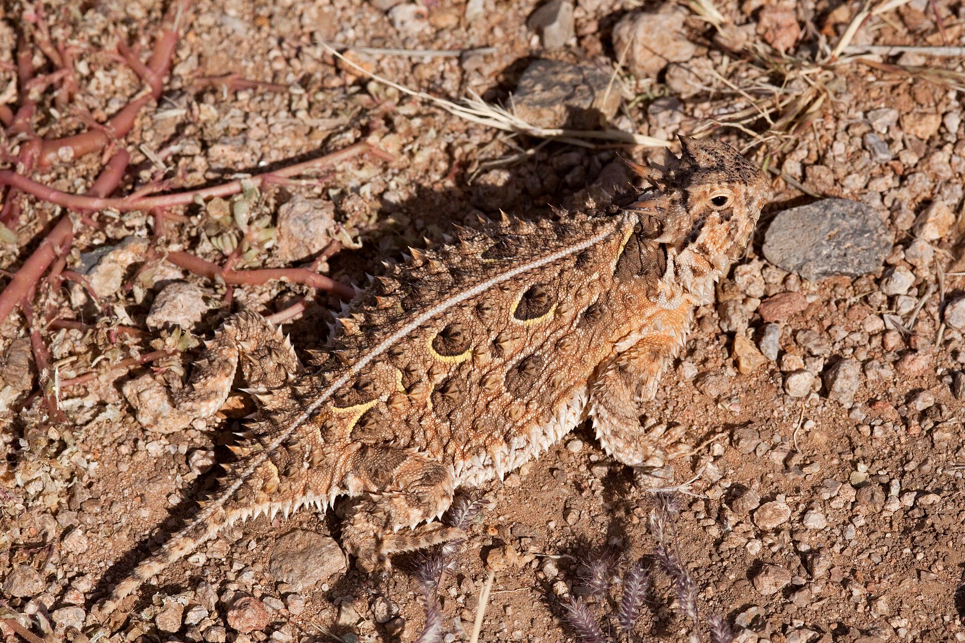 텍사스뿔도마뱀